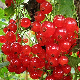 Смородина красная 'Ненаглядная'