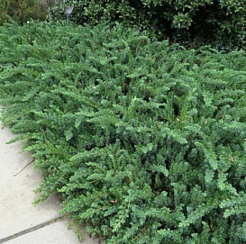 Можжевельник прибрежный 'Эмеральд Си'