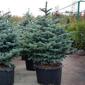 Ель колючая 'Монтгомери'