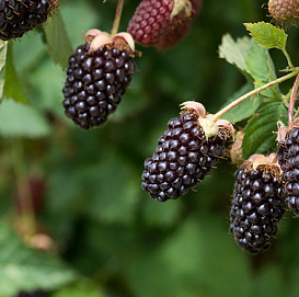 Ежемалина 'Бойсенберри'