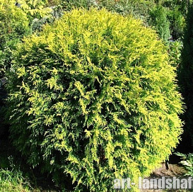 Туя западная 'Селена'