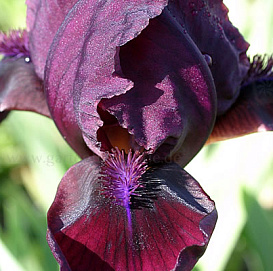 Ирис карликовый (гибридный) 'Пастель Шарм'