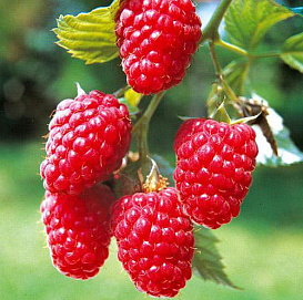 Малина 'Сентябрьская'