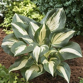 Хоста гибридная "Морнинг Стар"