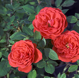 Роза 'Бэби Баккара' (миниатюрная) (ярко-красный)