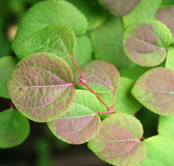 Багряник японский