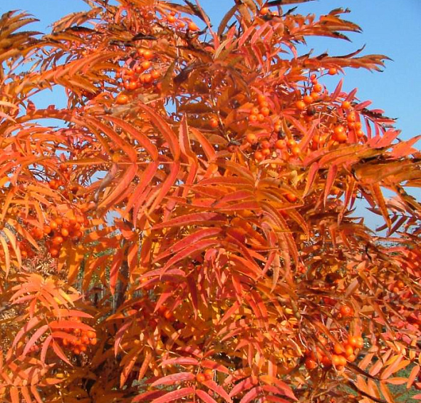 Рябина смешанная