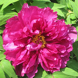 Пион древовидный 'Шимадайджин' (розовый)