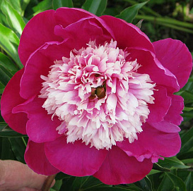 Пион молочноцветковый 'Уайт Кэп' (розовый с белым анемоноцветный)