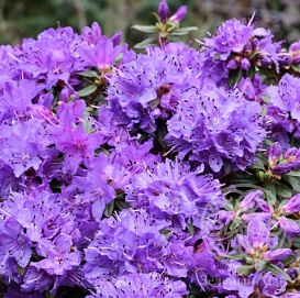 Рододендрон плотный 'Сент Меррин' (фиолетовый)