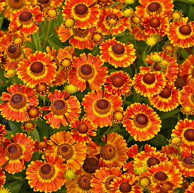 Гелениум гибридный 'Фуего' (оранжевый)