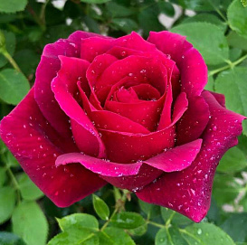 Роза 'Крымская ночь' (чайно-гибридная) (винно - фиолетовая)