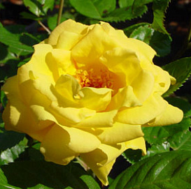 Роза 'Артур Бэлл' (флорибунда) (желтая)