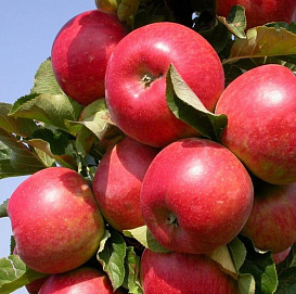 Яблоня колоновидная 'Алые Паруса'