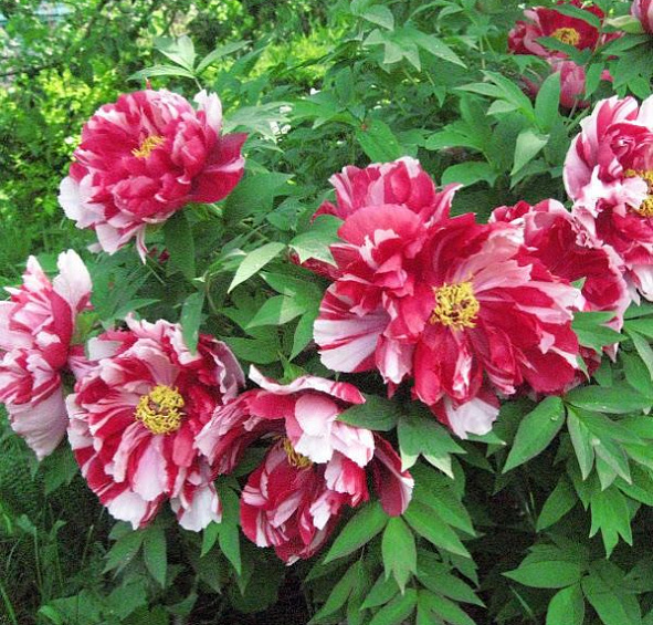 древовидный Шима Нишики (suffruticosa Shima Nishiki)