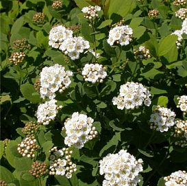 Спирея сливолистная