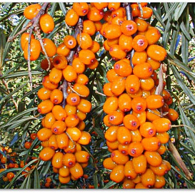 Облепиха 'Витаминная'