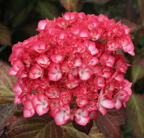 Гортензия крупнолистная 'Рипл'