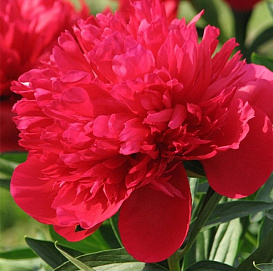 Пион молочноцветковый 'Диана Паркс' (красный яркий)