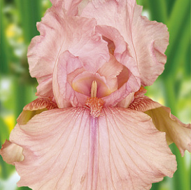 Ирис германский (бородатый) 'Блашинг Пинк'
