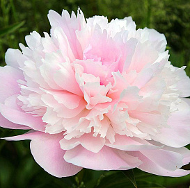 Пион молочноцветковый 'Аллерти' (светло розовый)			