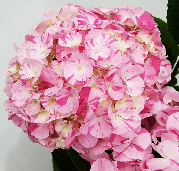 Гортензия крупнолистная 'Свит Фэнтези'