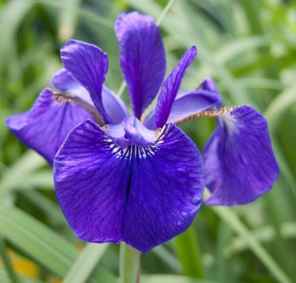 Ирис сибирский 'Блю Кинг'