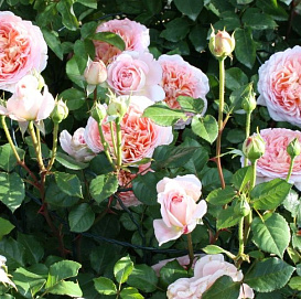 Роза 'Абрахам Дерби' (парковая, шраб) (персиковая)