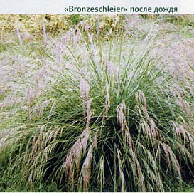 Луговик дернистый (щучка)