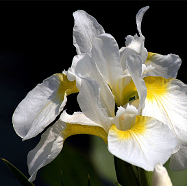 Ирис сибирский 'Снежная Королева'