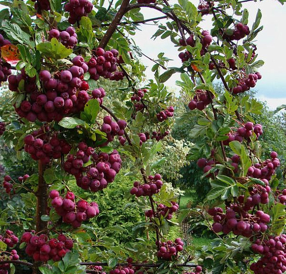 Рябина плодовая 'Гранатная'