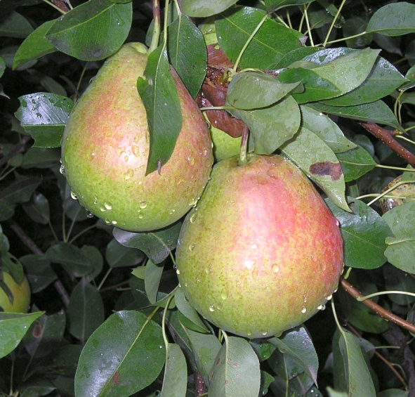 Груша 'Десертная Россошанская'