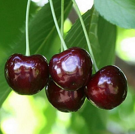 Черешня 'Ленинградская ранняя'