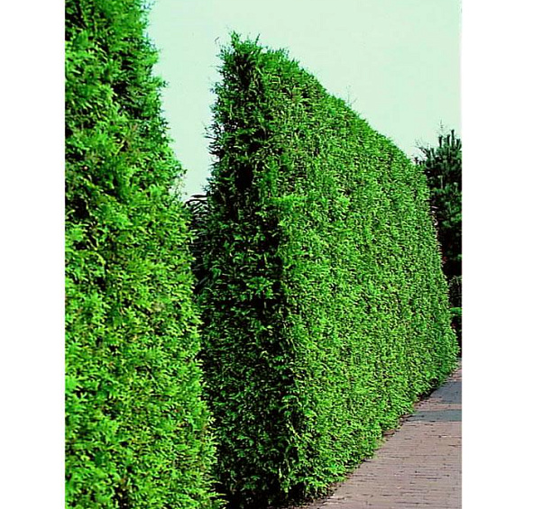 Туя западная 'Брабант'