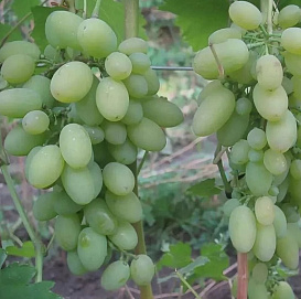 Виноград 'Огуречный Новый'