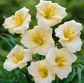 Лилейник гибридный 'Лонгфилдс Перл'