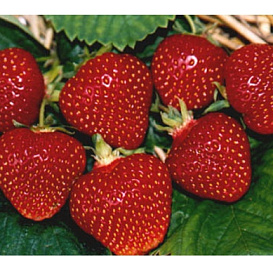 Земляника (клубника) 'Первый поцелуй'