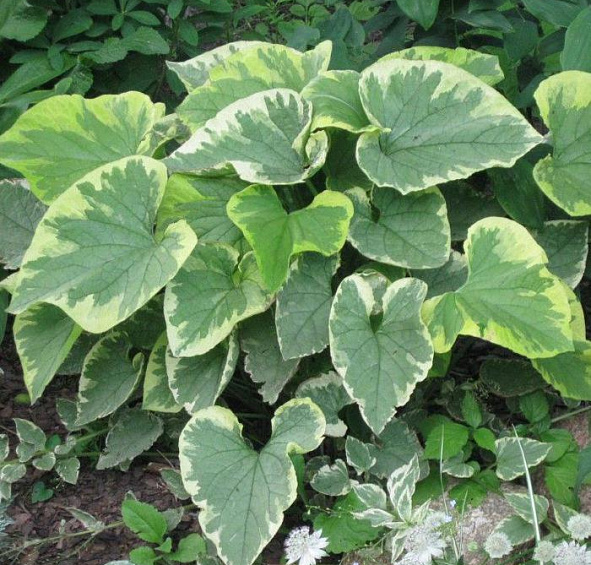 Бруннера крупнолистная 'Хадспен Крим'