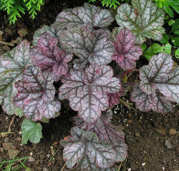 Циннабар Сильвер