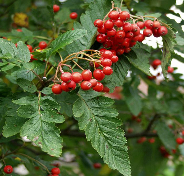 Рябина тюрингская 'Фастигиата'