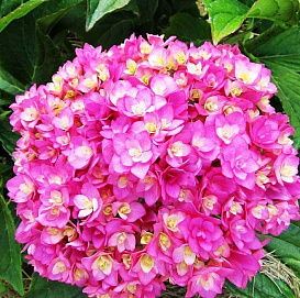 Гортензия крупнолистная 'Ю энд Ми Тугезе' (Ты и Я)