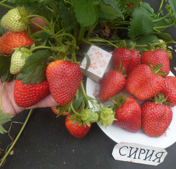 Земляника (клубника) 'Сирия'