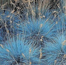Овсяница сизая 'Интенс Блу'