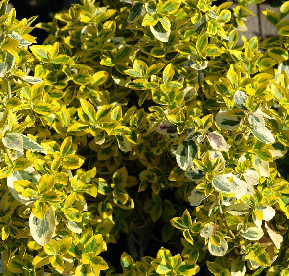 Бересклет Форчуна 'Эмеральд Голд'