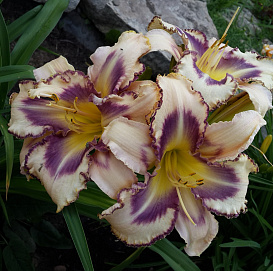 Лилейник гибридный 'Дестинд ту Си' (розовато-белый с фиолетовым)