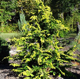 Кипарисовик тупой 'Фернспрей Голд'
