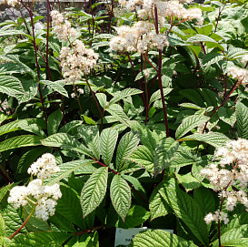 Роджерсия бузинолистная