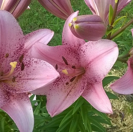 Лилия 'Коголето' (светло розовая пятнистая)