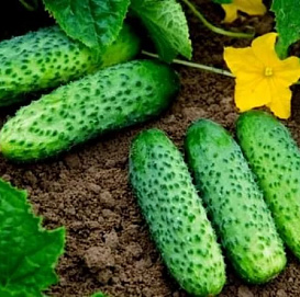 Огурец 'Маша'