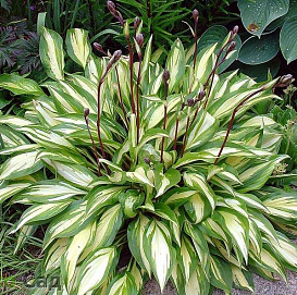 Хоста гибридная (вздутая, волнистая) 'Черри Берри'